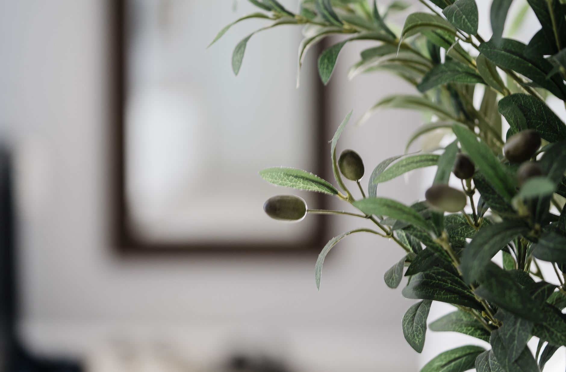 Close view of a leafy houseplant